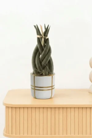 Bambino Sansevieria Cylindrica Twist - 15cm | Dagdeal