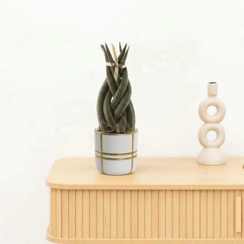 Bambino Sansevieria Cylindrica Twist - 15cm | Dagdeal