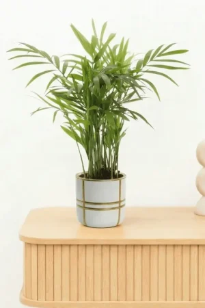 Bambino Chamaedorea - 20cm - Online bestelbaar