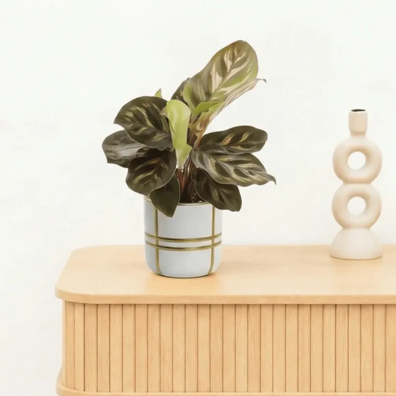 Laatste dagen - Bambino Calathea Makoyana - 15cm