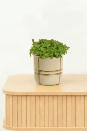Bambino Hylocereus Undatus - 10cm | Uitverkoop