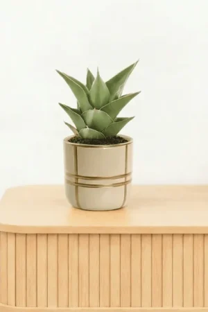 Bambino Sansevieria Samurai - 15cm - Erg populair