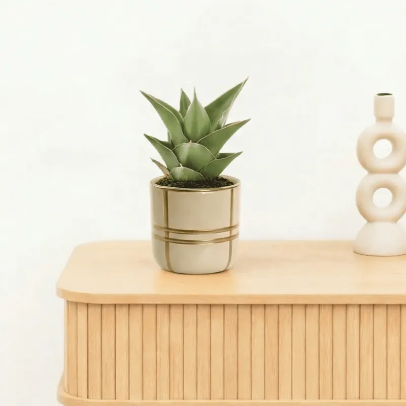 Bambino Sansevieria Samurai - 15cm - Erg populair