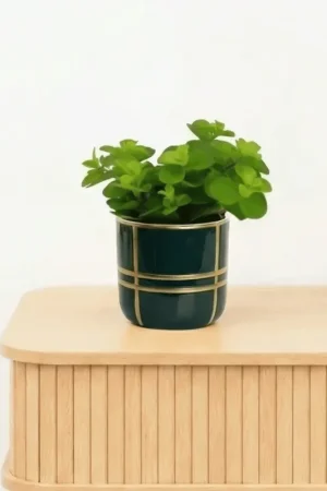 Bambino Peperomia Rotundifolia - 10cm - Premium