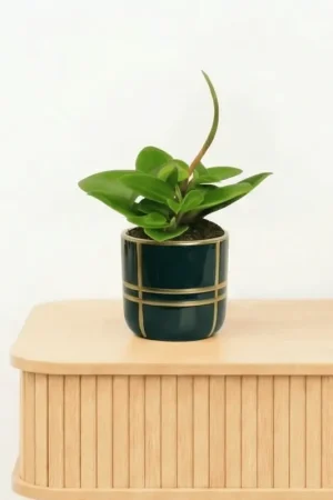 Bambino Peperomia Pixie - 10cm | Topproduct