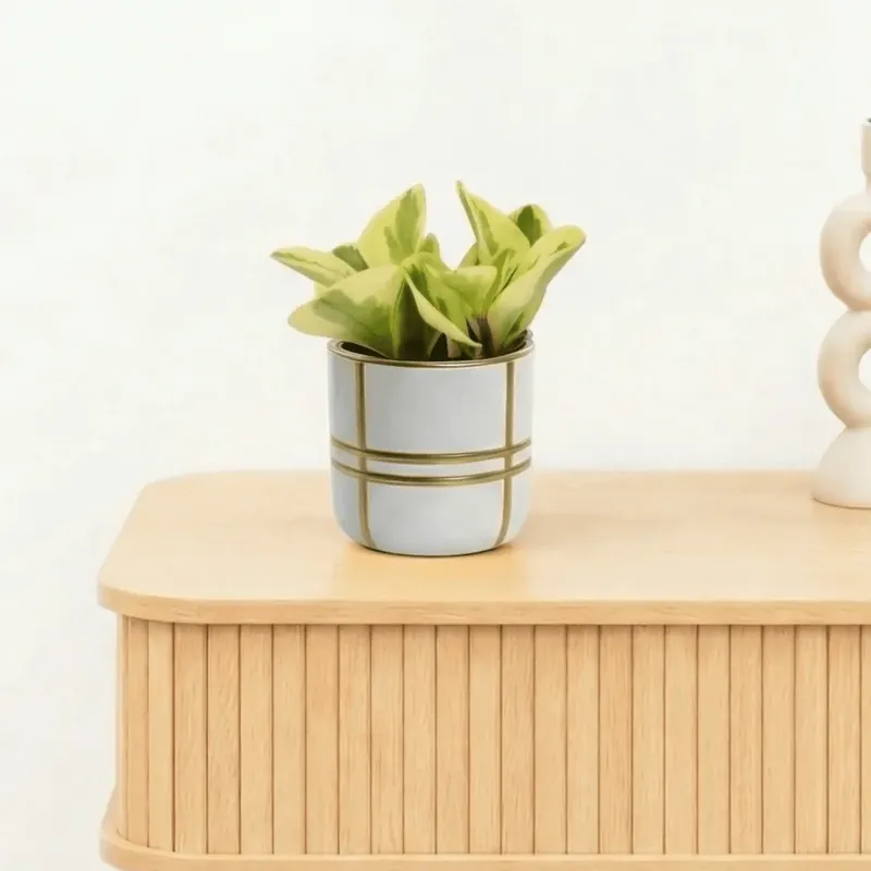 Bambino Obtipan Bicolor - 10cm - Veilige betaling