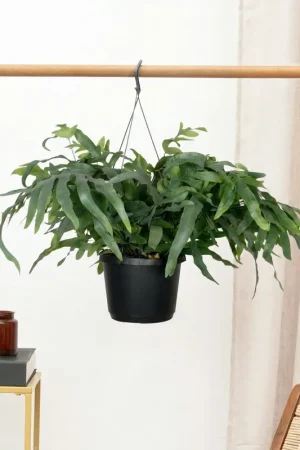 Actie | Phlebodium Aureum Blue Star hangplant - 40cm