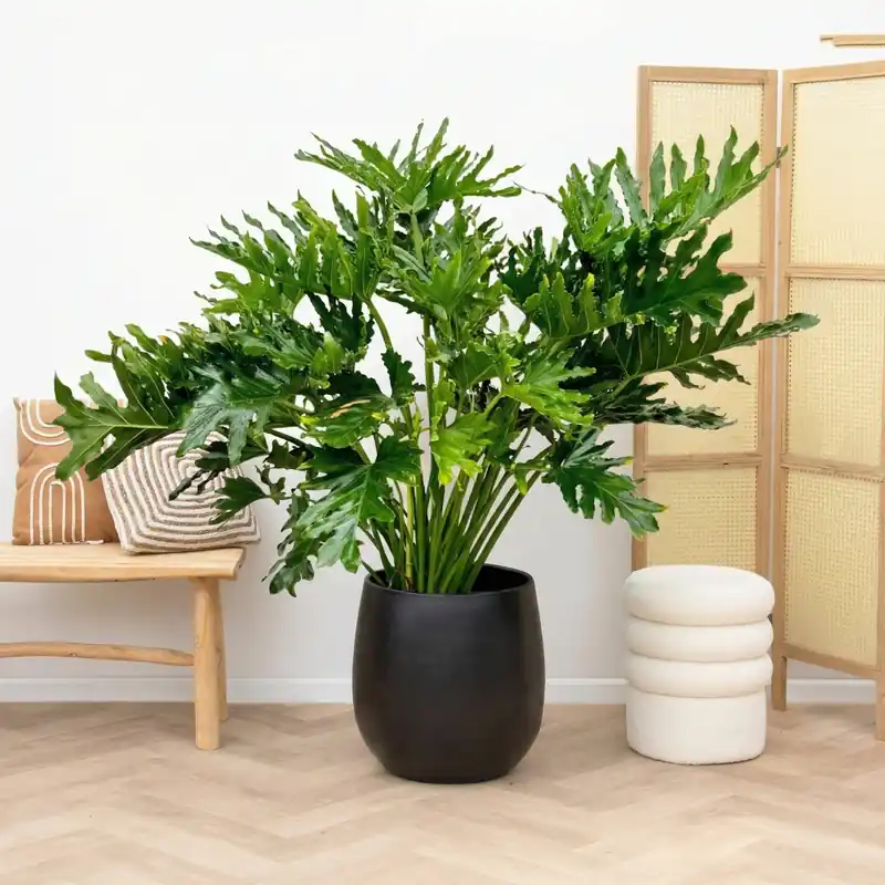 Nieuw | Philodendron selloum - 120cm
