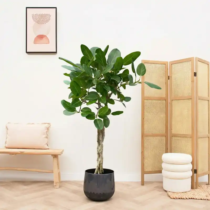 Ficus Benghalensis audrey gevlochten stam - 120cm | Prijs verlaagd