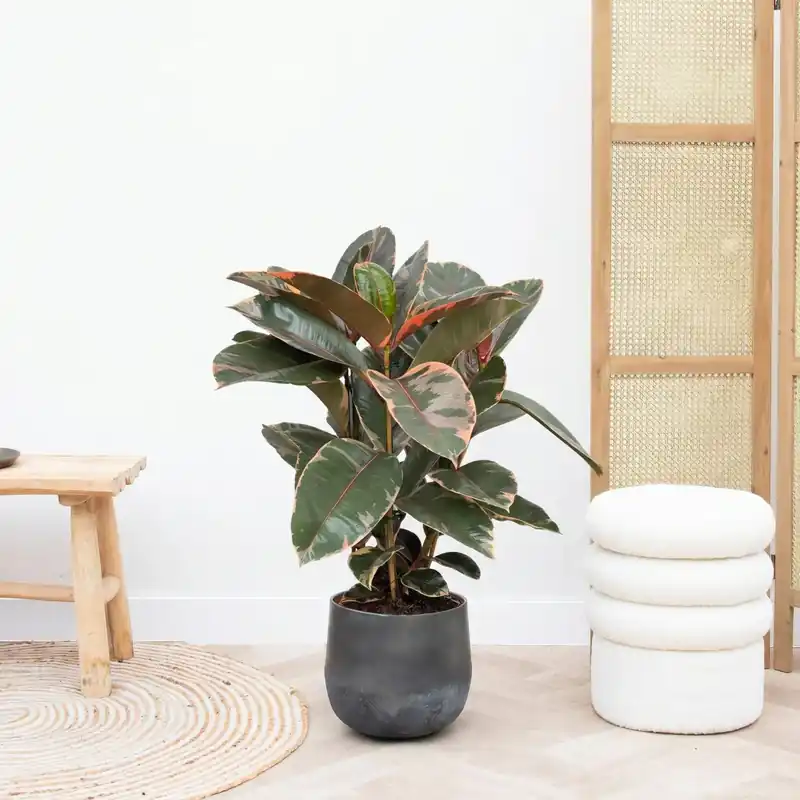 Speciale deal | Ficus Belize struik - 80cm