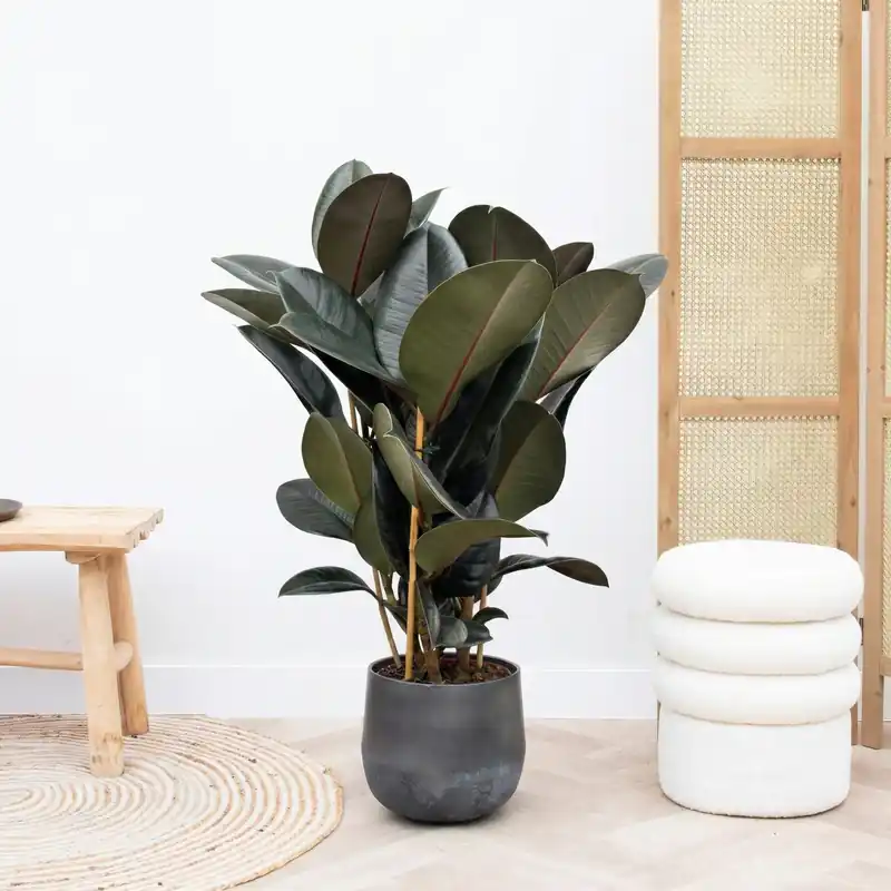 Ficus Abidjan struik - 80cm | Premium