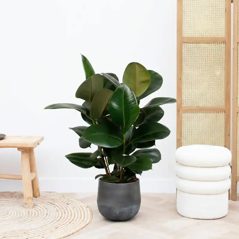 Direct van de fabrikant - Ficus Robusta struik - 80cm
