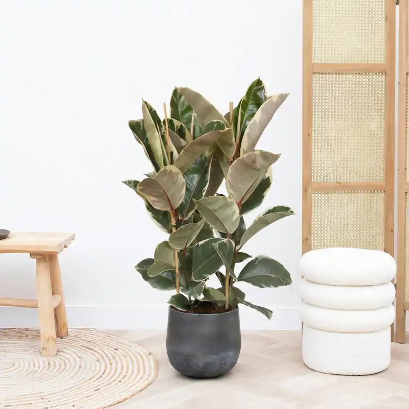 Ficus Tineke struik - 80cm | Favoriet van klanten