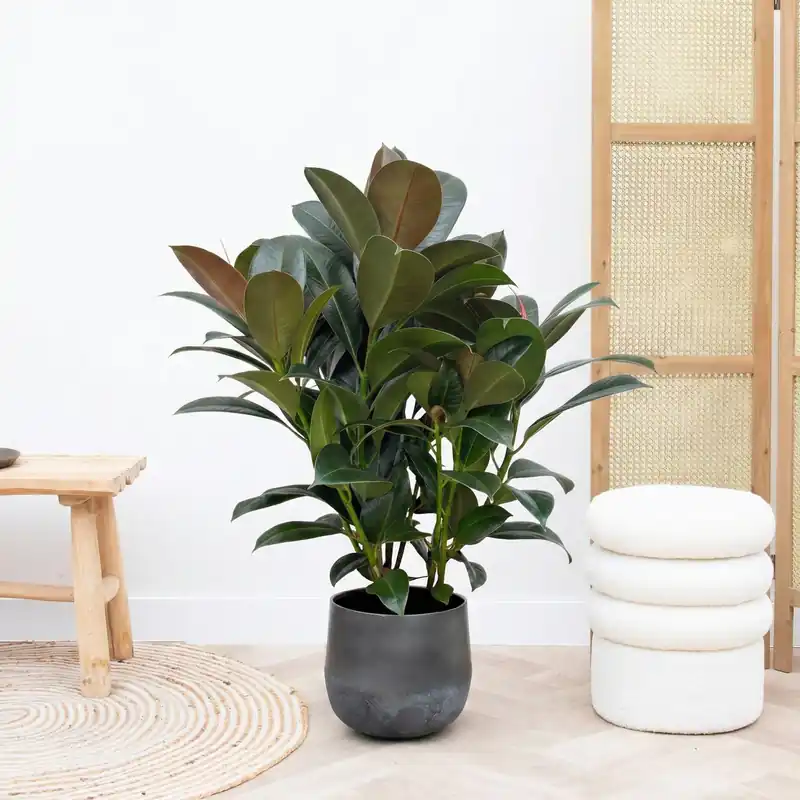 Topproduct - Ficus Cyathistipula struik - 80cm