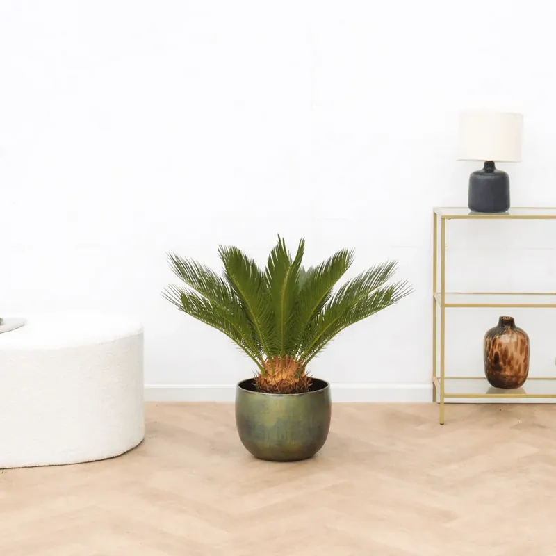 Cycas Revoluta - 60cm | Nog maar een paar beschikbaar