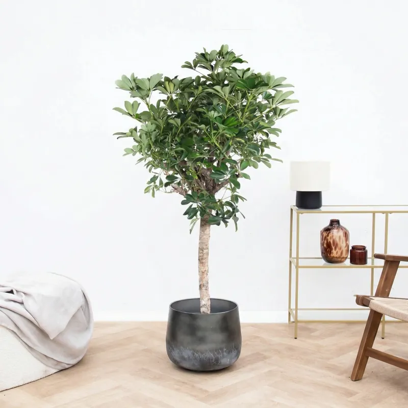 Nieuw in de shop - Schefflera Gold Capella op stam - 170 cm