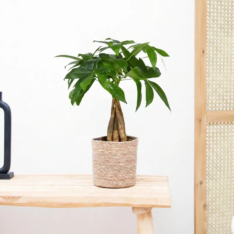 Pachira Aquatica - 45 cm - Outlet