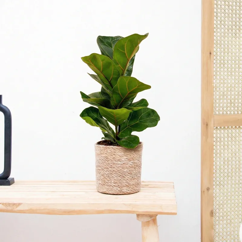 Koopje | Ficus Lyrata bambino - 40 cm