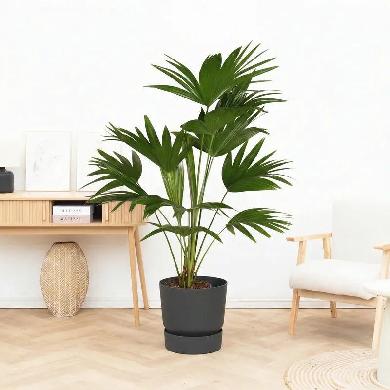 Direct kopen | Livistona - 120 cm
