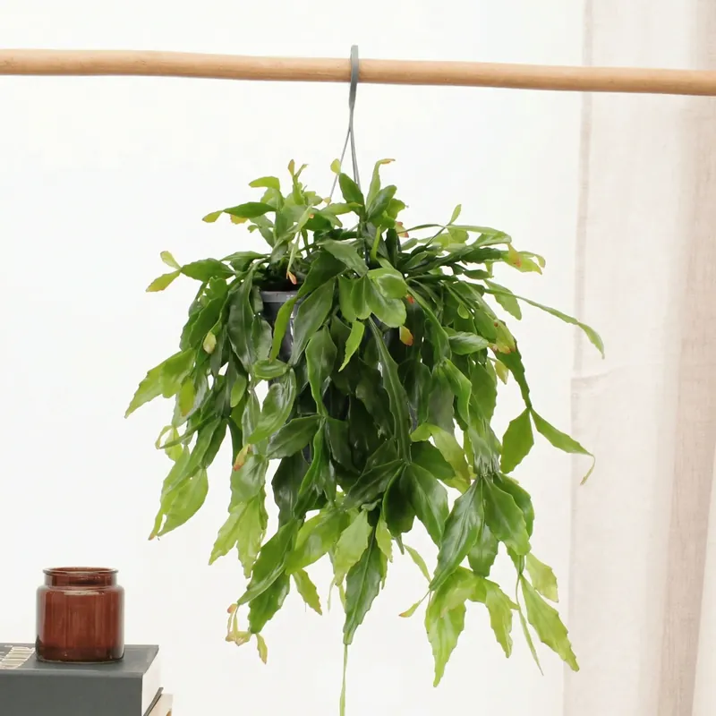 Rhipsalis crispata - 40 cm - Deal