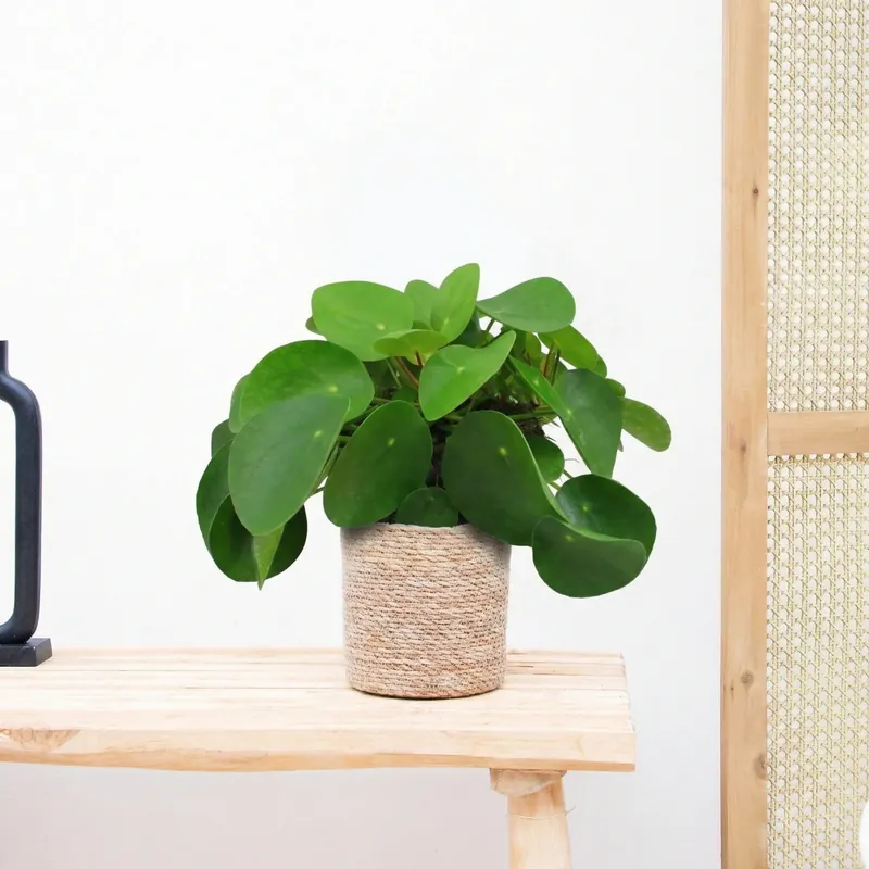 Pilea Peperomioides (Pannenkoekenplant) - 40 cm - Actieprijs