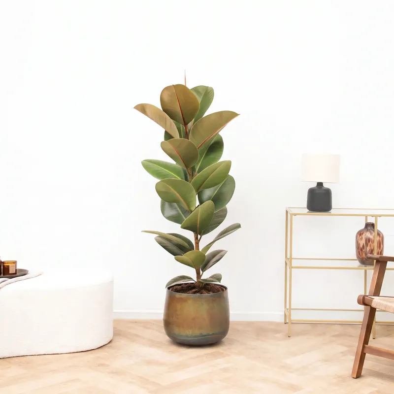 Trending | Ficus Robusta struik - 130 cm