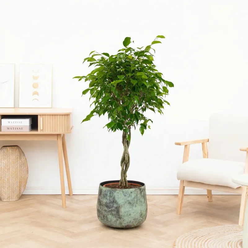 Ficus Benjamina gevlochten stam - 150cm - Bestseller