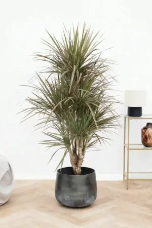 Aanbieding | Dracaena bicolor vertakt - 160 cm