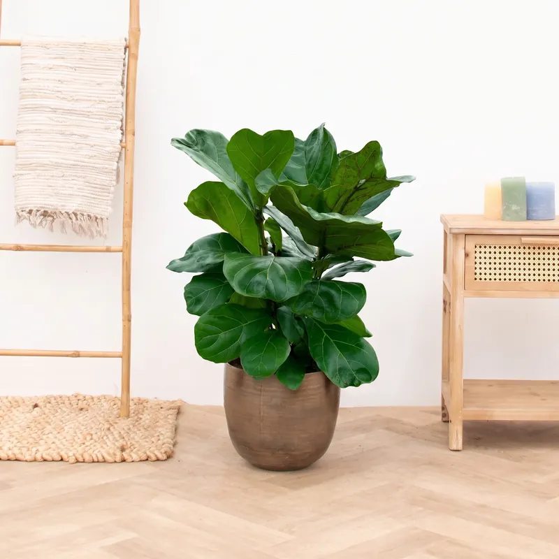 Ficus Lyrata struik - 100cm | Zojuist toegevoegd