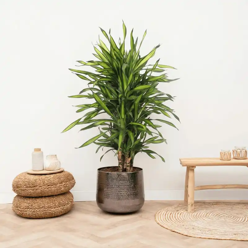 Sale - Dracaena Riki - 120 cm
