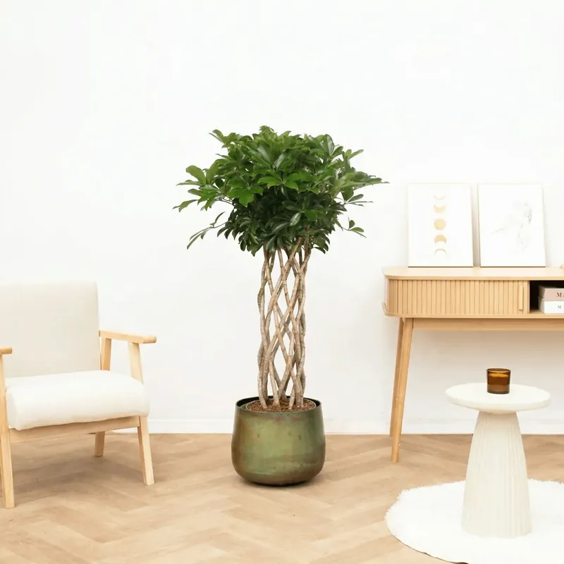 Schefflera Arboricola Compacta gevlochten cilinder - 150 cm - Alleen deze week