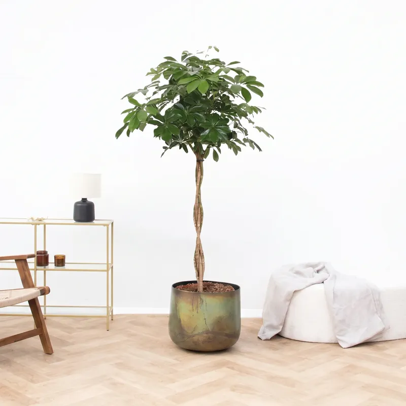 Schefflera Arboricola gevlochten stam - 160 cm - Voordelig
