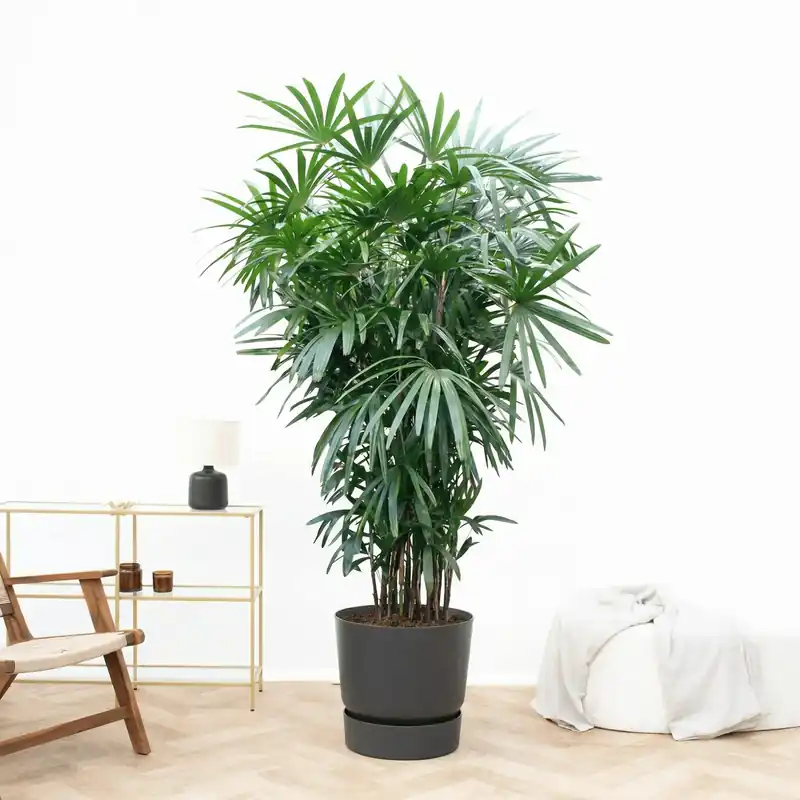Rhapis Excelsa - 250 cm - Favoriet van klanten