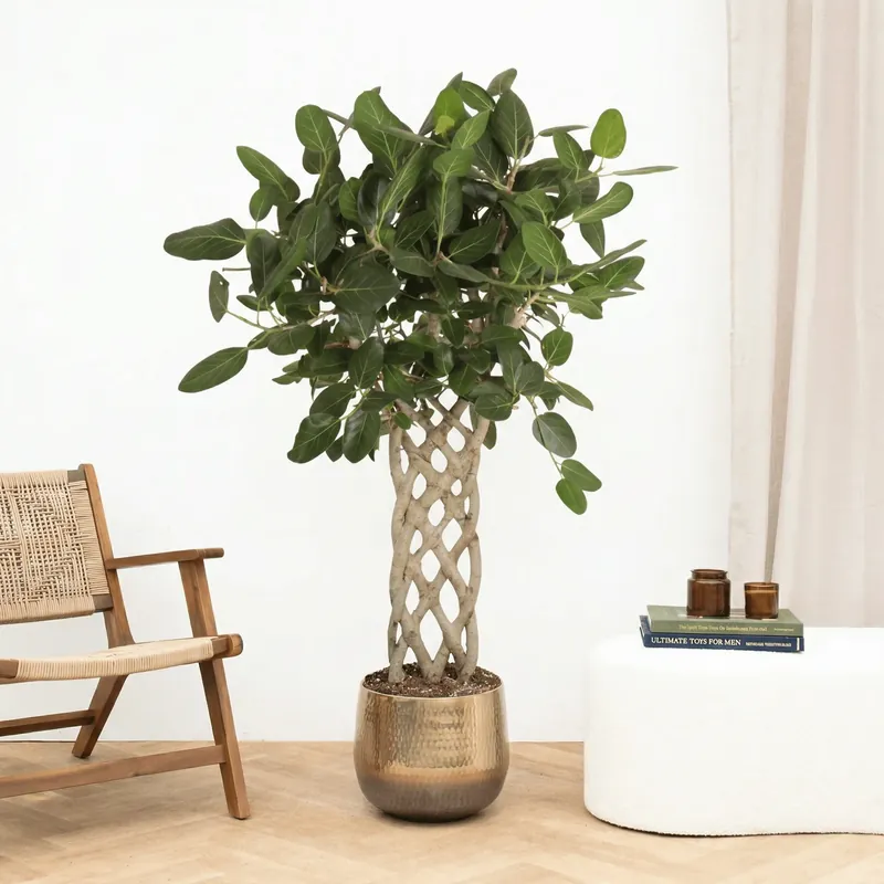 Ficus Benghalensis Audrey gevlochten mat - 150 cm - Topkwaliteit
