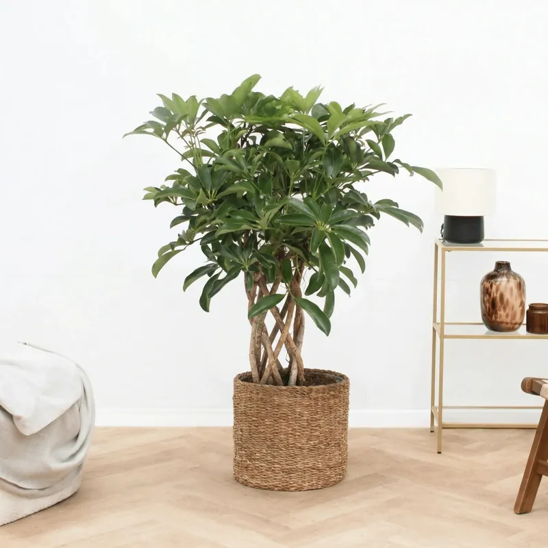 Schefflera Arboricola Compacta gevlochten cilinder - 90cm - Eenvoudig retourneren