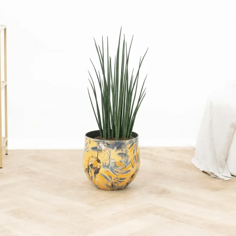 Sansevieria Mikado - 80 cm - Topproduct