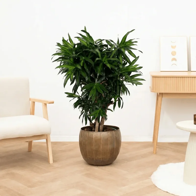 Dracaena Song of Jamaica vertakt - 180cm | Dagdeal