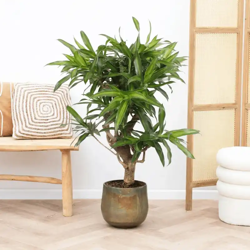 Dracaena Song of Jamaica vertakt - 100cm - Prijs verlaagd