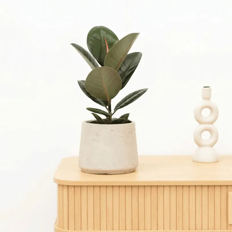 Sale - Ficus Elastica Robusta - 40 cm