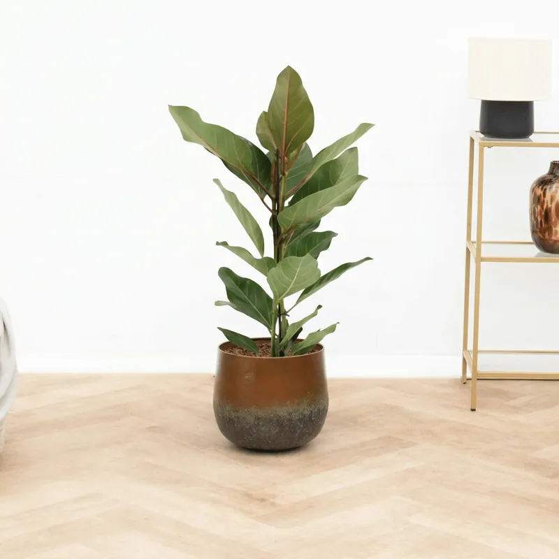 Premiumkwaliteit | Ficus benghalensis audrey - 80 cm