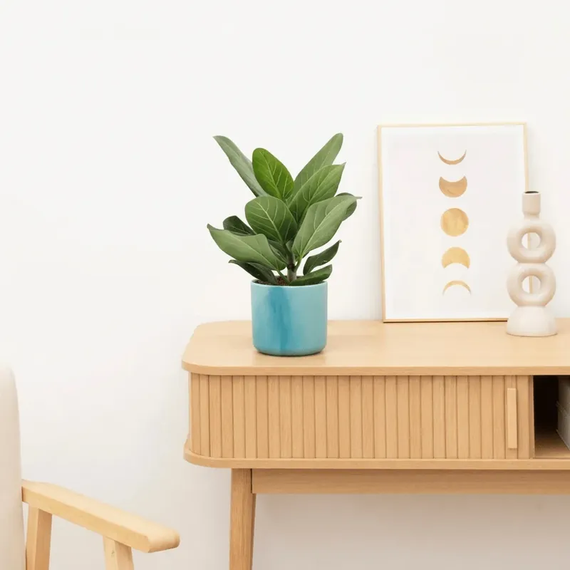 Ficus benghalensis audrey - 30 cm | Extra korting