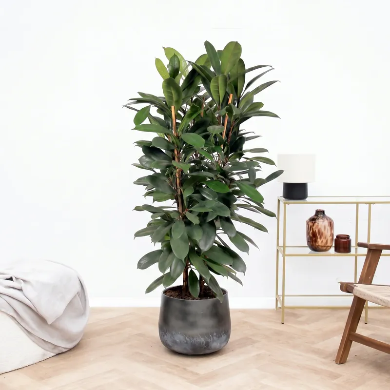 Rechtstreeks van de fabrikant - Ficus Cyathistipula struik - 150 cm