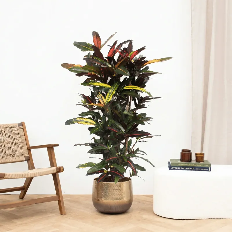 Codiaeum Mango - 160 cm | Makkelijk bestellen