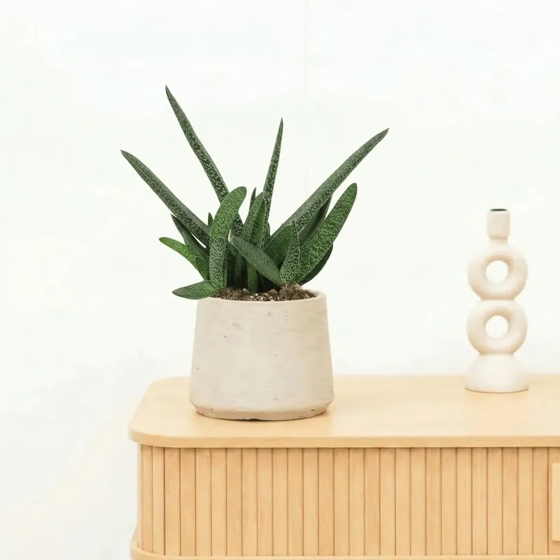 Gasteria Verrucosa - 25 cm | Actieprijs