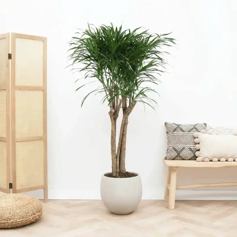 Bestelbaar - Dracaena Anita Variegata multi stam - 130cm
