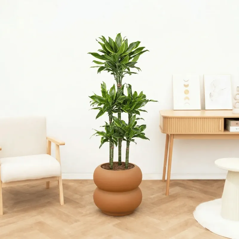 Veel gevraagd - Dracaena Golden coast carrousel - 150 cm