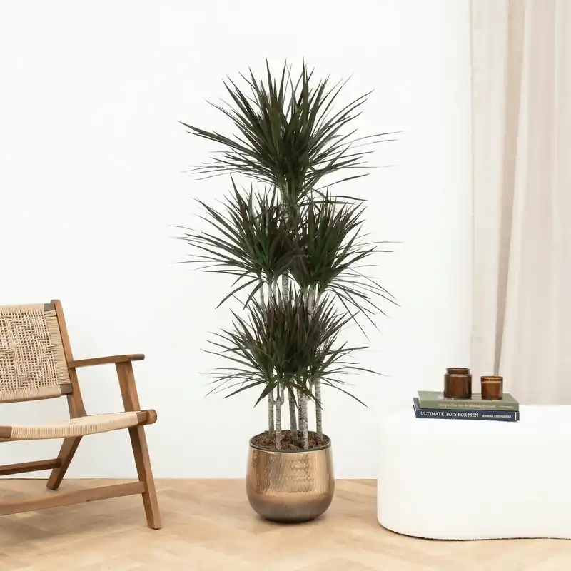 Dracaena Magenta carrousel - 160 cm | Superprijs