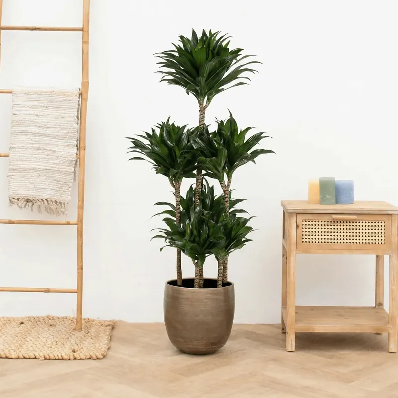 Dracaena Fragrans compacta carrousel - 140 cm | Professionele kwaliteit