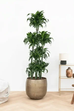 Voordeelprijs - Dracaena Fragrans Dorado carrousel - 180 cm