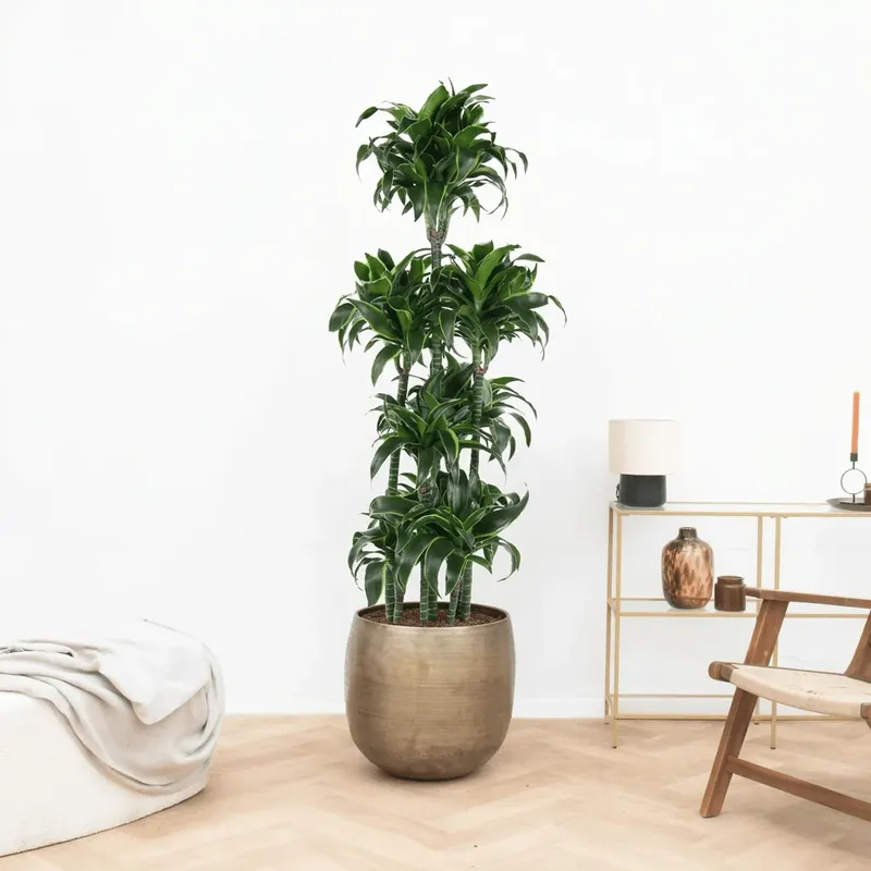 Voordeelprijs - Dracaena Fragrans Dorado carrousel - 180 cm